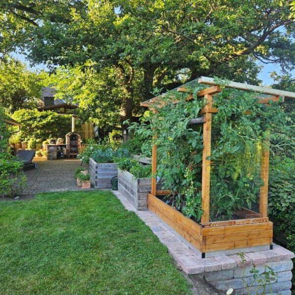 Tomaten-Paradies – Bild 3