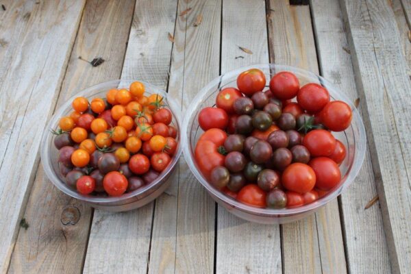 Tomaten-Paradies – Bild 21