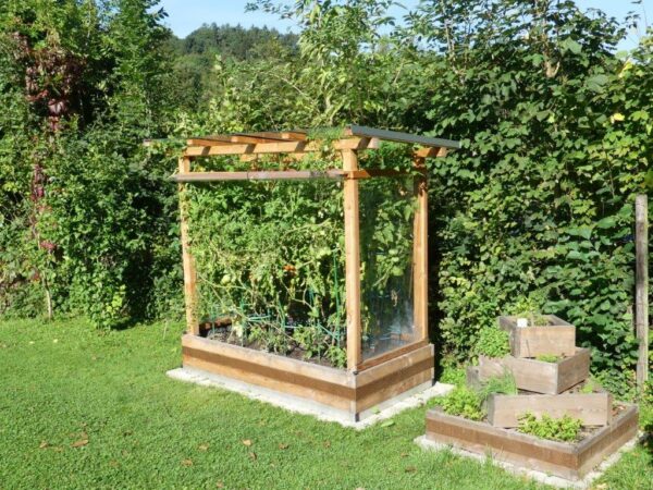 Tomaten-Paradies – Bild 19
