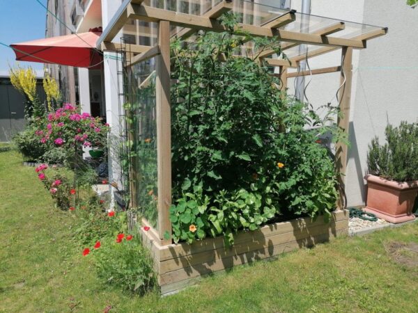 Tomaten-Paradies – Bild 11