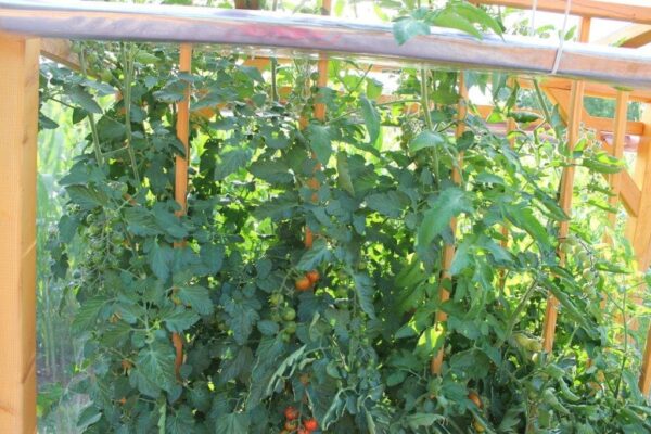 2. Folie für Tomaten-Paradies – Bild 3